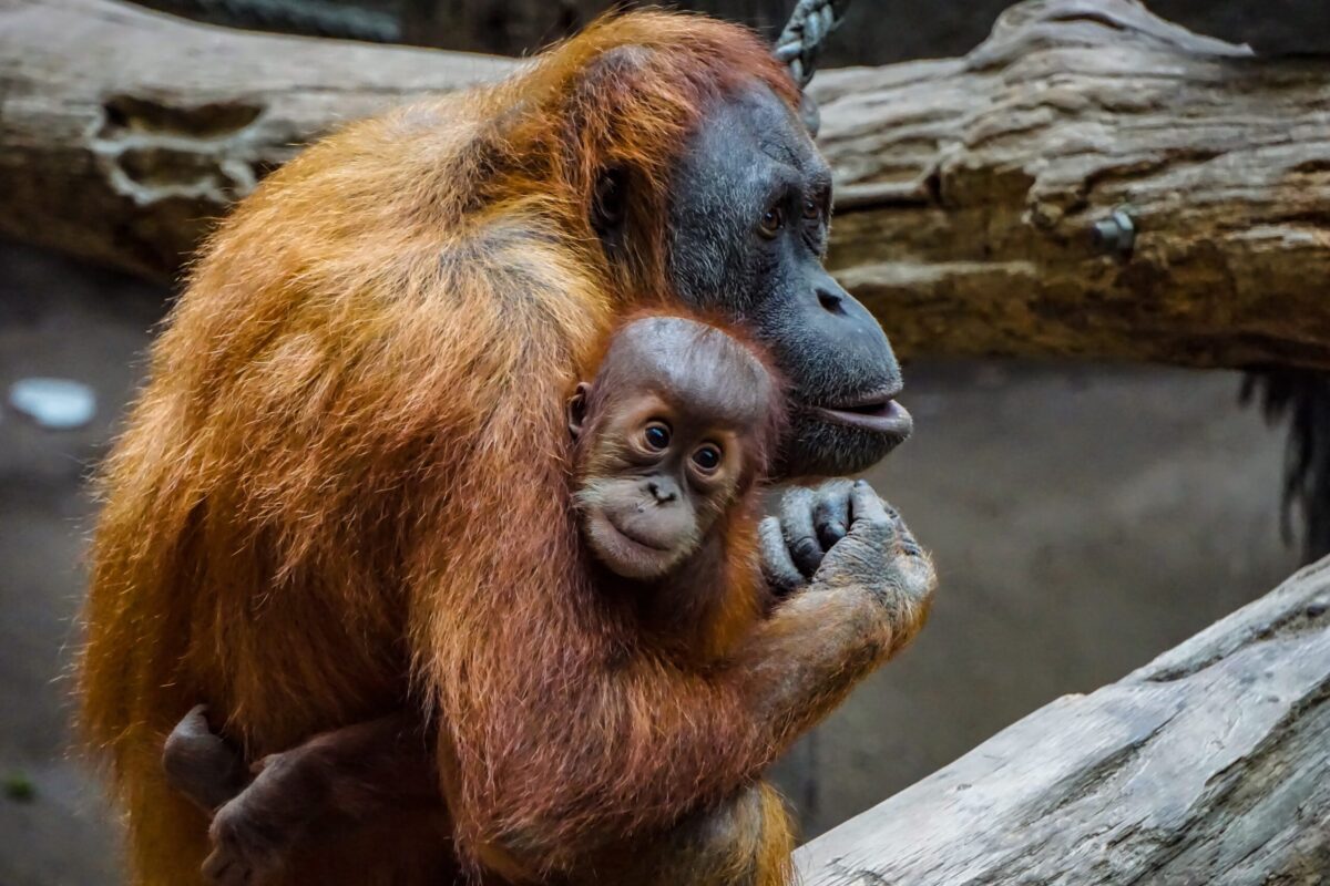 Orang-oetanmoeders regelen speelafspraakjes voor hun kroost