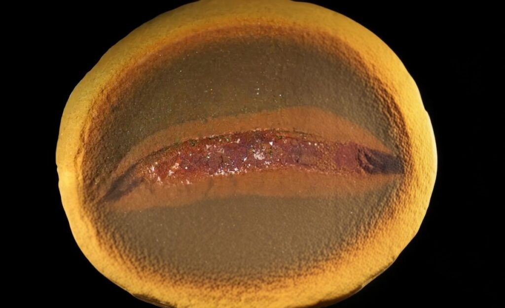 Een fossiel van een baby-embolomeer uit Mazon Creek, Illinois