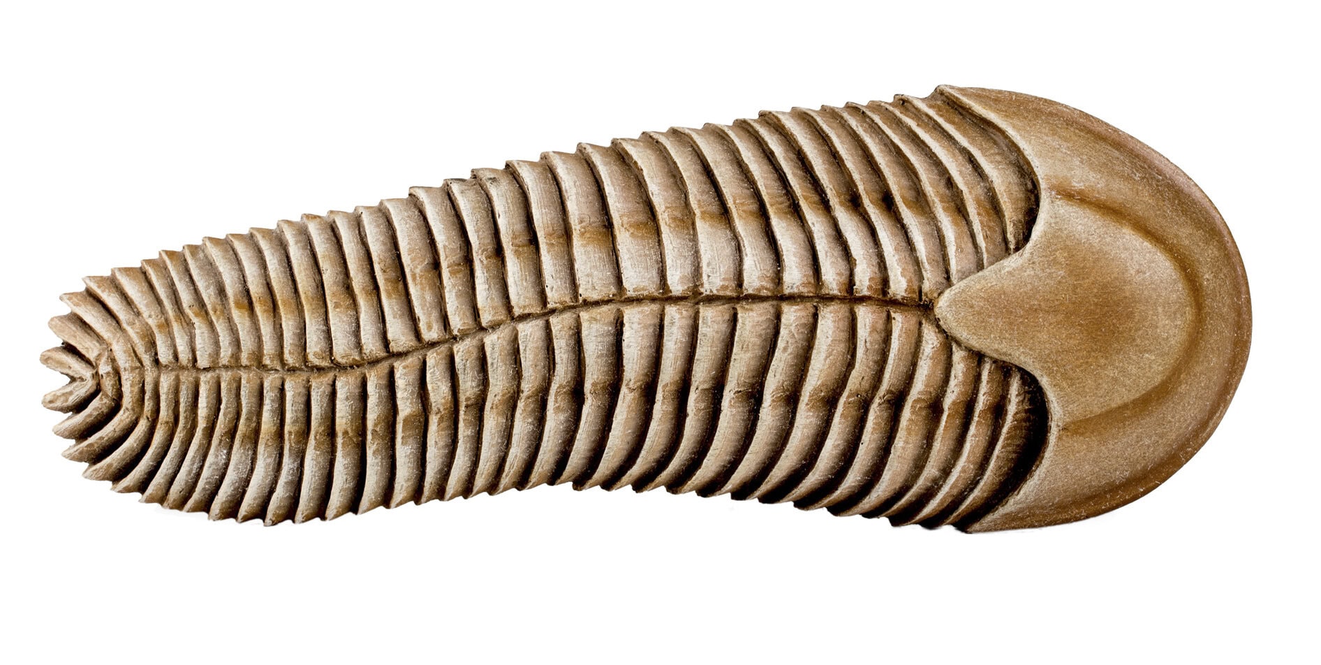 Worm van ruim een half miljard jaar geleden sloeg liever rechtsaf