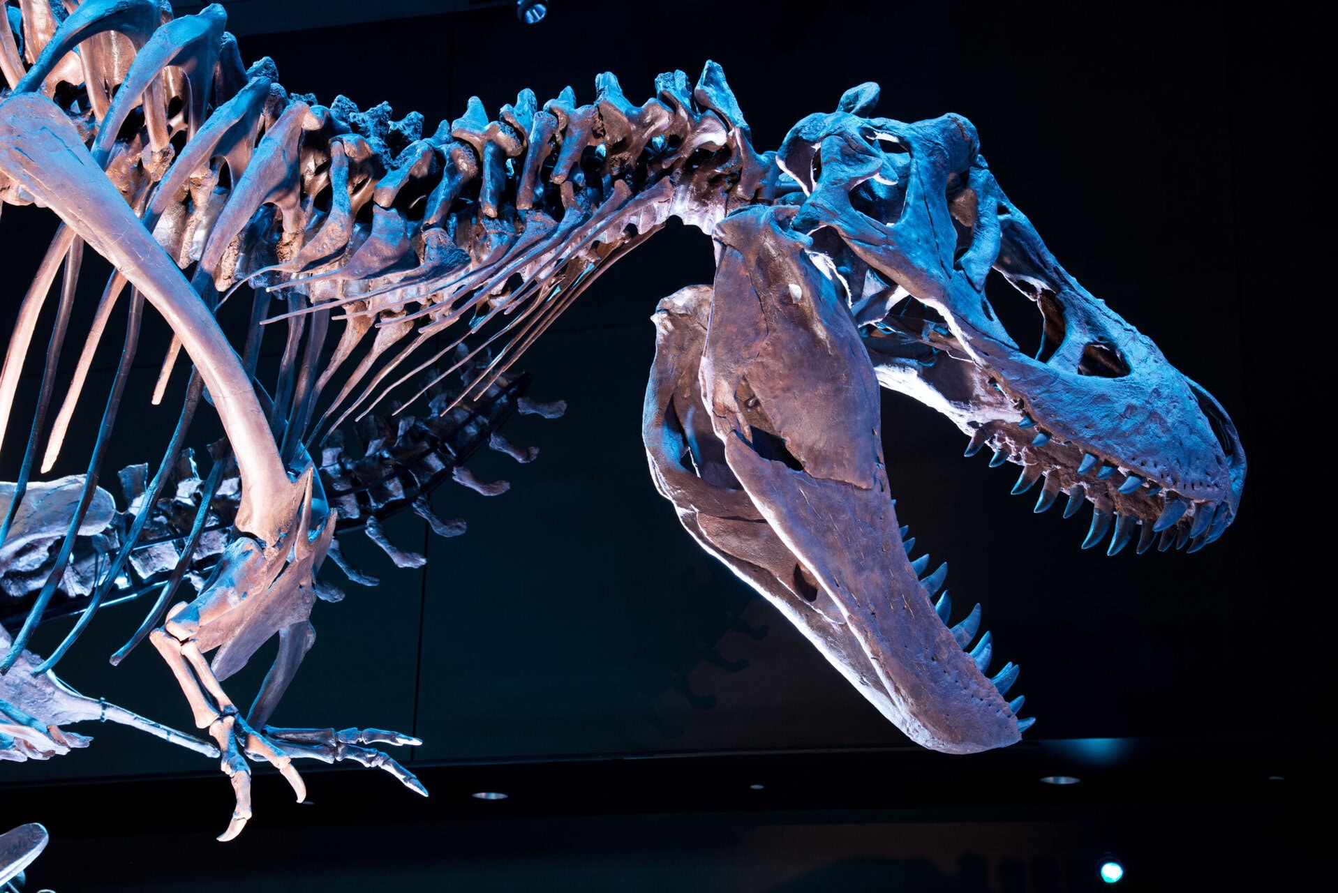 Foto van een opgezet T rex. skelet.