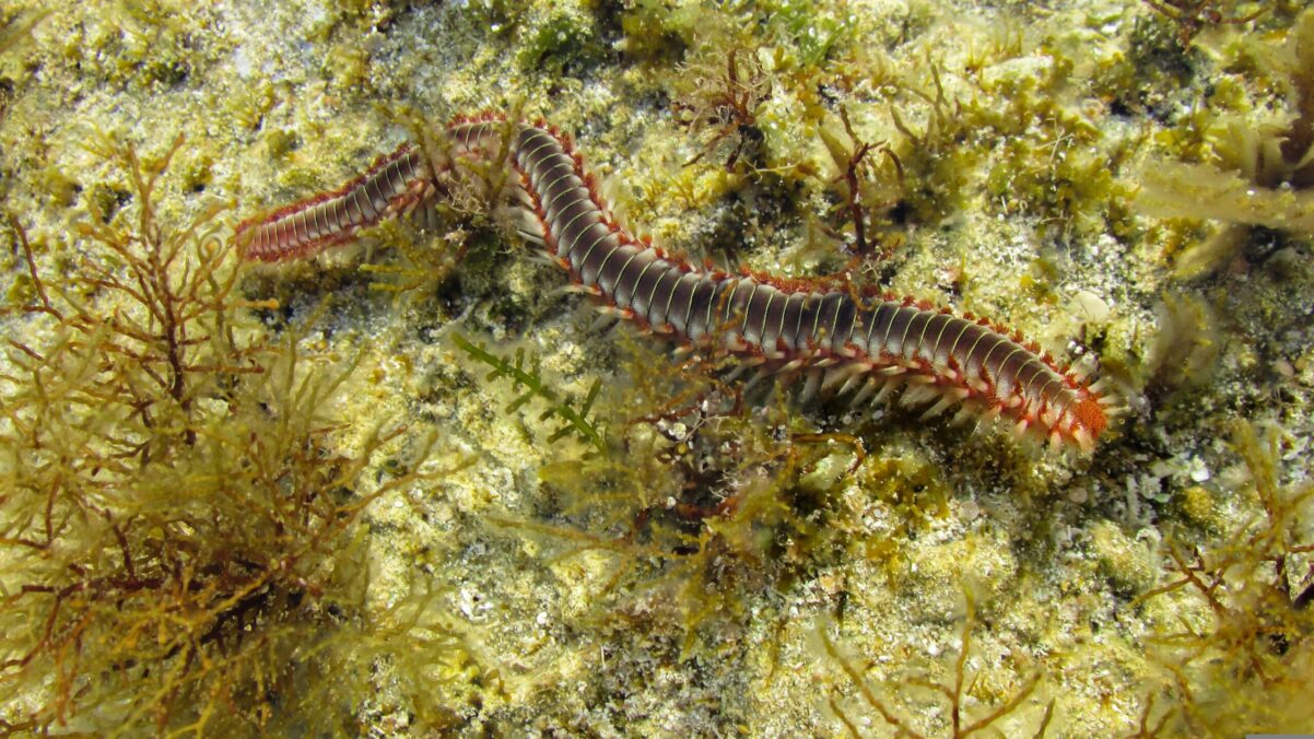 Hard maar licht ‘biometaal’ ontdekt in kaken van zeeworm