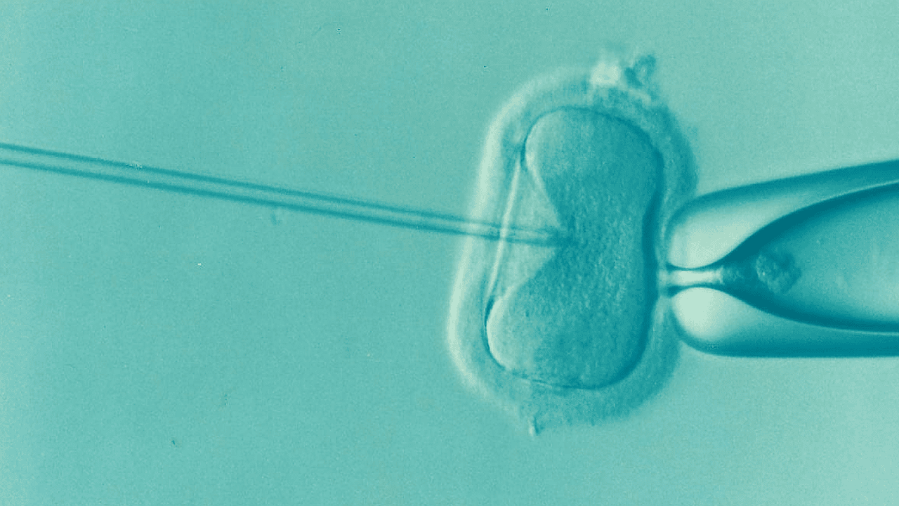 Biologen hebben het gen ontdekt dat de menselijke ontwikkeling in gang zet