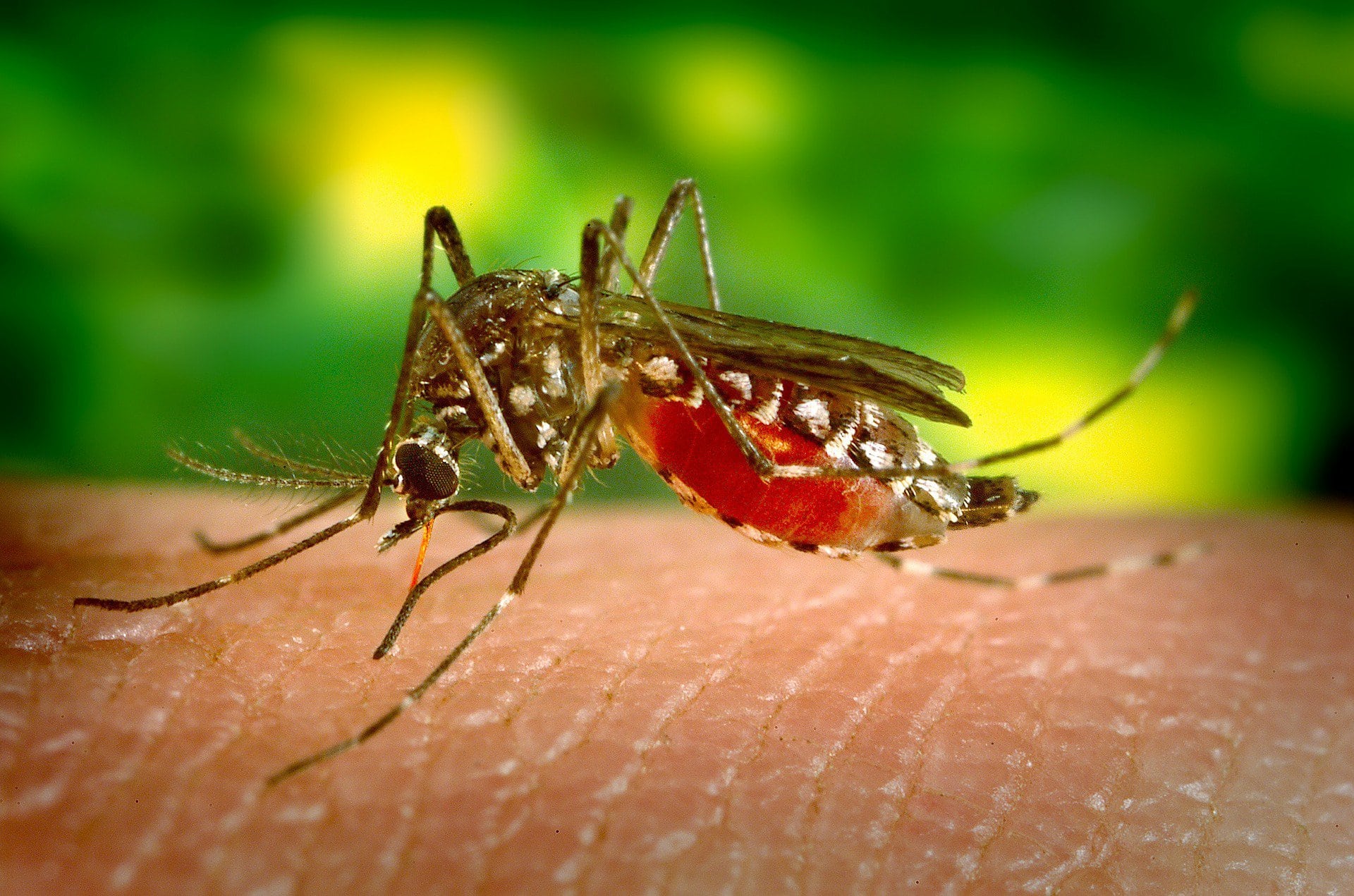 Klimaatverandering kan malaria helpen uitroeien in West- en Centraal-Afrika